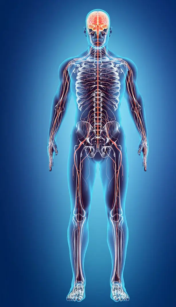 nervecell for neuropathy